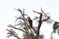 Southhern ground hornbill on branch of dry tree. Masai Mara, Africa Royalty Free Stock Photo