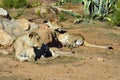 Southwest african lioness