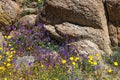 Southwest desert rocky hillside with desert wildflowers in foreground, yellow gold poppies, purple Canterbury bells in springtime