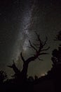 Silhouette of juniper tree against the stars of the dark night sky in Utah desert Royalty Free Stock Photo