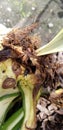 Southwest Florida snout weevil in Agave base