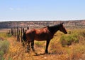 Southwest Landscape with Horses Royalty Free Stock Photo