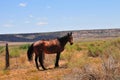 Southwest Landscape with Horses Royalty Free Stock Photo