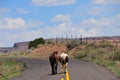 Southwest Landscape with Horses Royalty Free Stock Photo