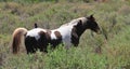 Southwest Landscape with Horses Royalty Free Stock Photo