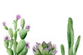 Southwest plants set. Blooming pink cactus, succulent and green cactus. Watercolour illustration isolated on white