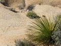 Mojave Yucca or Spanish Dagger Royalty Free Stock Photo