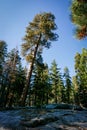 Southwest USA, Sequoia and Kings Canyon National Park California oblique tree Royalty Free Stock Photo