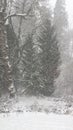 Southwest Washington Forest in Snow Royalty Free Stock Photo
