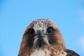 Redtail Hawk Headshot Closeup