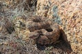 Southwestern Speckeld Rattlesnake Crotalus mitchellii pyyrhus in California