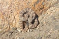 Southwestern Speckeld Rattlesnake Crotalus mitchellii pyyrhus coiled next to granite boulder in California