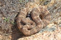 Southwestern Speckeld Rattlesnake Crotalus mitchellii pyyrhus coiled