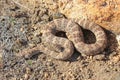 Southwestern Speckeld Rattlesnake Crotalus mitchellii pyyrhus crawling by granite boulder in California