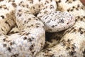 Southwestern speckled rattlensnake (Crotalus mitchelli pyrrhus)