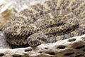 Southwestern Speckled Rattlesnake found in the southwestern United States