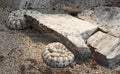 Southwestern Speckled Rattlesnake