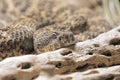 Southwestern Speckled Rattlesnake found in the southwestern United States