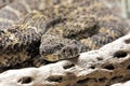 Southwestern Speckled Rattlesnake found in the southwestern United States