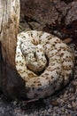 Southwestern speckled rattlesnake, snake