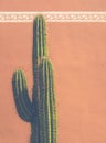 Southwestern USA Cactus Detail
