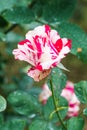 Soutine Rose or Red and White Rose in Garden Royalty Free Stock Photo