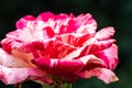 Soutine Rose or Red and White Rose in Garden Royalty Free Stock Photo