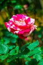 Soutine Rose or Red and White Rose in Garden Royalty Free Stock Photo