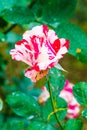 Soutine Rose or Red and White Rose in Garden Royalty Free Stock Photo