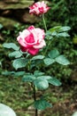 Soutine Rose or Red and White Rose in Garden Royalty Free Stock Photo