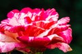 Soutine Rose or Red and White Rose in Garden Royalty Free Stock Photo