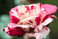 Soutine Rose or Red and White Rose in Garden Royalty Free Stock Photo