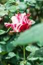 Soutine Rose or Red and White Rose in Garden Royalty Free Stock Photo