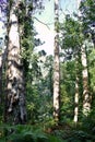 Souto da Retorta, also known as the Chavin eucalyptus, in Vivero, Galicia. Spain. Europe.