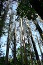 The Souto da Retorta, also known as the Chavin eucalyptus, in Vivero, Galicia. Spain.