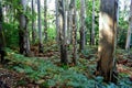 The Souto da Retorta, also known as the ChavÃÂ­n eucalyptus, in Vivero, Galicia. Spain.