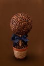 Souvenir coffee tree with bow tie. Coffee beans forming ball are planted in a pot Royalty Free Stock Photo