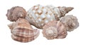 This is a souvenir of the sea, seashells