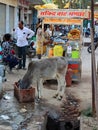 Souvenir street vendor and indian sacred cow Royalty Free Stock Photo
