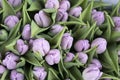 the Souvenirs at Bloemenmarkt - floating flower market on Singel Canal. Amsterdam. Netherlands Royalty Free Stock Photo