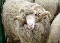 Soviet merino sheep is a hoofed mammal Royalty Free Stock Photo