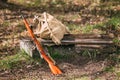 Soviet Russian Rifle Of World War II In Forest Royalty Free Stock Photo