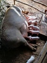 A female pig breastfeeding her many offsprings