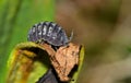 Sow bug on a dying leaf. Royalty Free Stock Photo