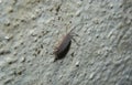 Sow Bug or Woodlouse or Pill Bug crawling on wall