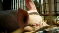 Sow of domestic pig Sus domesticus swine sleeps, hog in a cage profile close-up or detail pink snout nose, breeding on