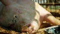 Sow of domestic pig Sus domesticus swine sleeps, hog in a cage profile close-up or detail pink snout nose, breeding on