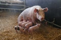 Sow feeding her little piglets sitting down Royalty Free Stock Photo