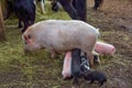 Sow Feeding Piglets Royalty Free Stock Photo