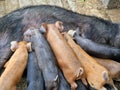 The sow feeds little cute pigs on the farm. Livestock care on the farm. The birth of pigs. Beautiful horizontal photo Royalty Free Stock Photo